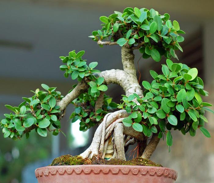 Cây cảnh cũng là món quà ngày Tết ý nghĩa